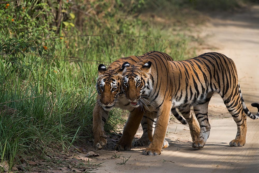 Tiger cubs
