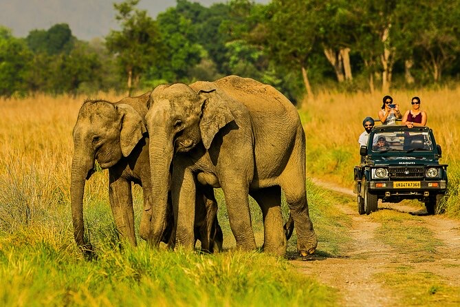 Elephants
