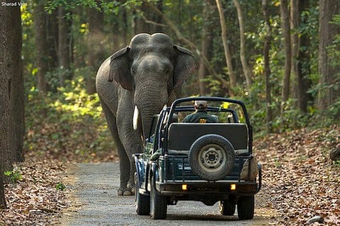 Elephant