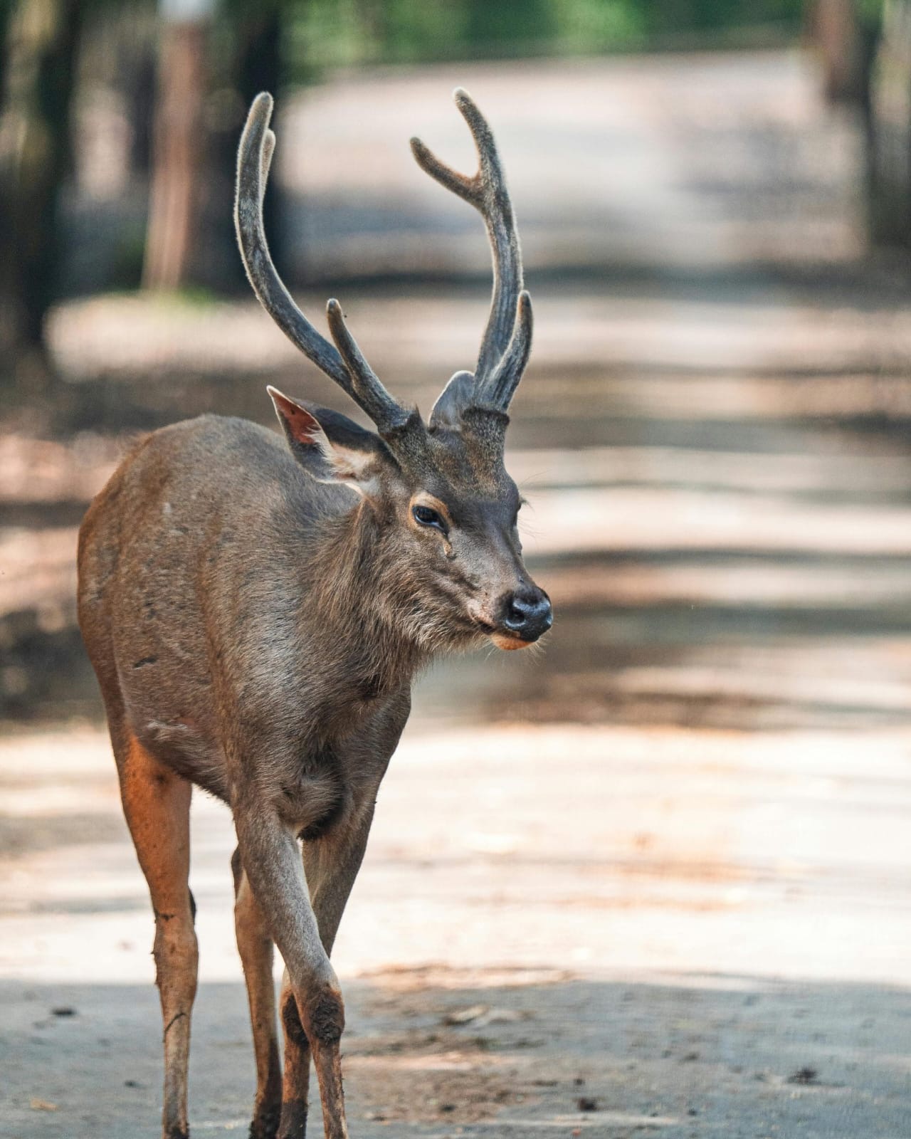 Deer