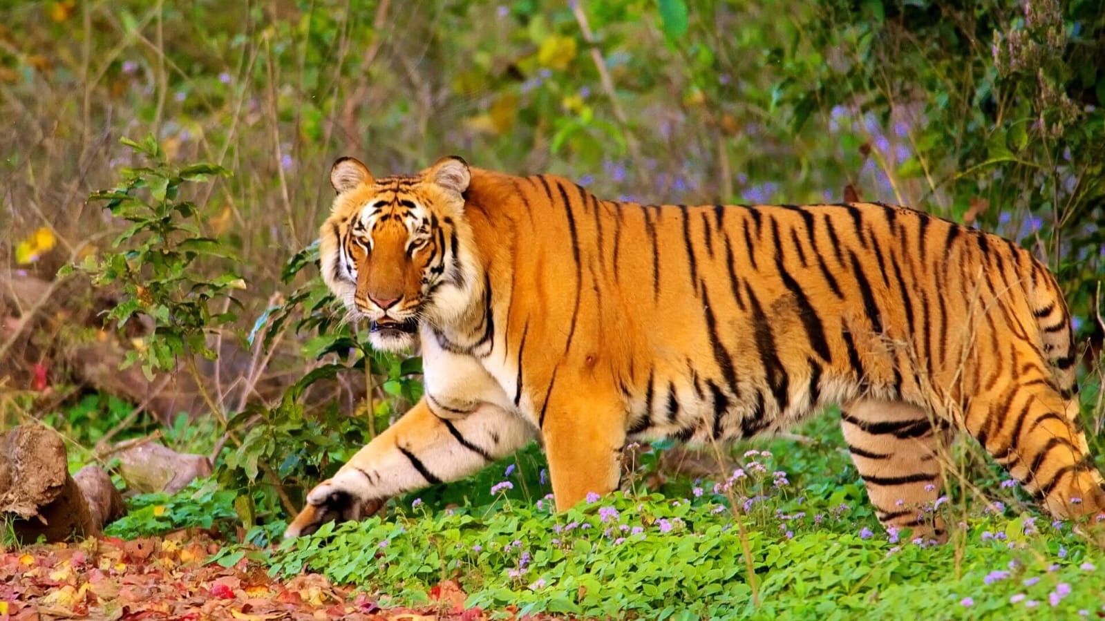 Tiger