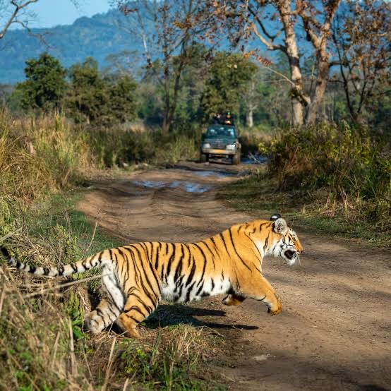 Tiger