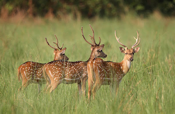 Deer