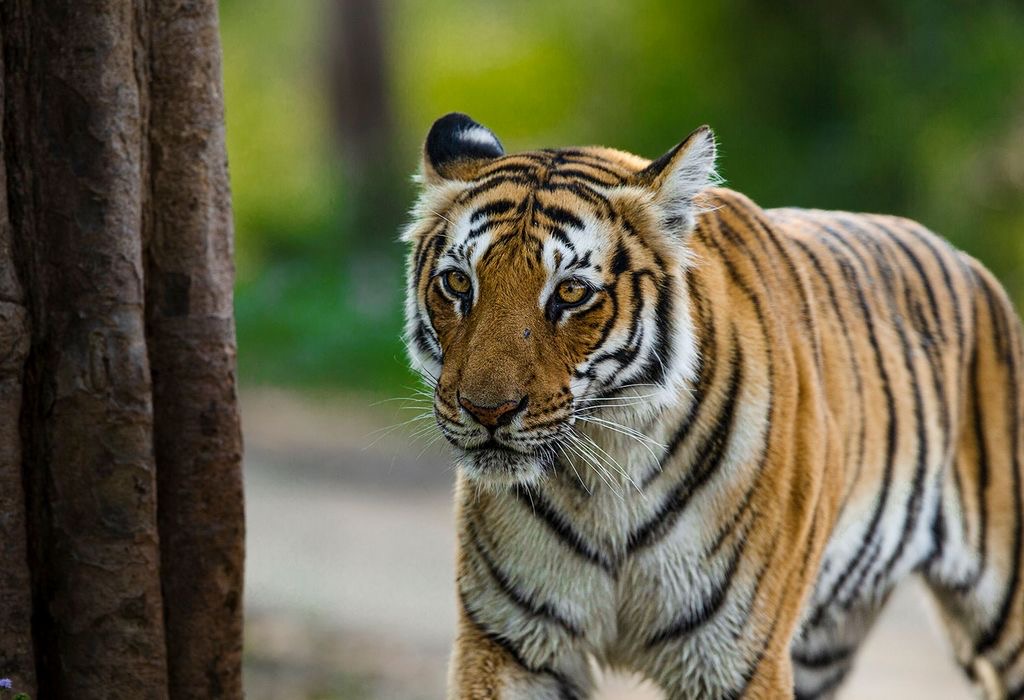 Tiger